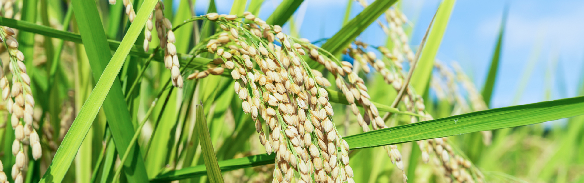 自信をもって届けるお米